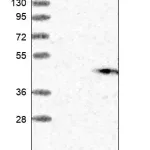 Merck Anti-GGH antibody produced in rabbit