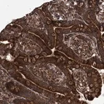 Merck Anti-TNFRSF10B antibody produced in rabbit
