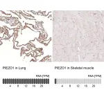 Merck Monoclonal Anti-PIEZO1 antibody produced in mouse