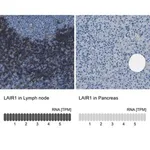 Merck Anti-LAIR1 antibody produced in rabbit