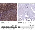 Merck Anti-SEPT9 antibody produced in rabbit