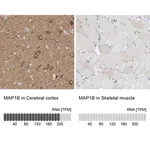 Merck Anti-MAP1B antibody produced in rabbit
