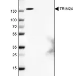Merck Anti-TRIM24 antibody produced in rabbit