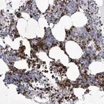 Merck Anti-SIGLEC10 antibody produced in rabbit
