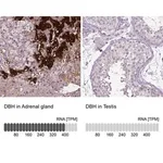 Merck Anti-DBH antibody produced in rabbit