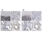 Merck Anti-TPR antibody produced in rabbit