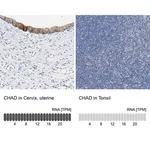 Merck Anti-CHAD antibody produced in rabbit