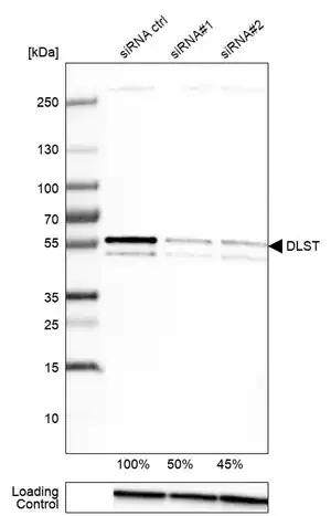 Merck Anti-DLST antibody produced in rabbit