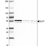 Merck Anti-DLST antibody produced in rabbit