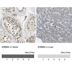 Merck Anti-ERBB4 antibody produced in rabbit