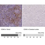 Merck Anti-CD40 antibody produced in rabbit