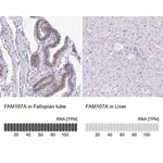 Merck Anti-FAM107A antibody produced in rabbit