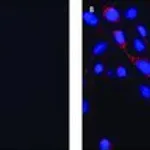 Merck Anti-FMR1 (C-terminal) antibody produced in rabbit