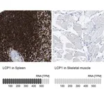 Merck Anti-LCP1 antibody produced in rabbit