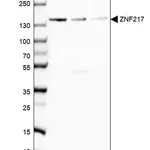 Merck Anti-ZNF217 antibody produced in rabbit