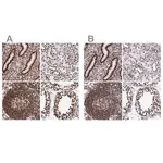 Merck Anti-SFPQ antibody produced in rabbit