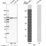Merck Anti-MX1 antibody produced in rabbit