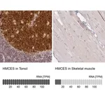 Merck Anti-HMCES antibody produced in rabbit