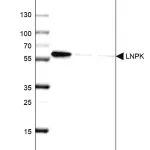 Merck Anti-LNPK antibody produced in rabbit