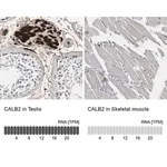 Merck Anti-CALB2 antibody produced in rabbit