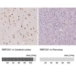 Merck Anti-RBFOX1 antibody produced in rabbit
