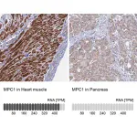 Merck Anti-MPC1 antibody produced in rabbit