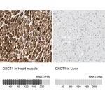Merck Anti-OXCT1 antibody produced in rabbit