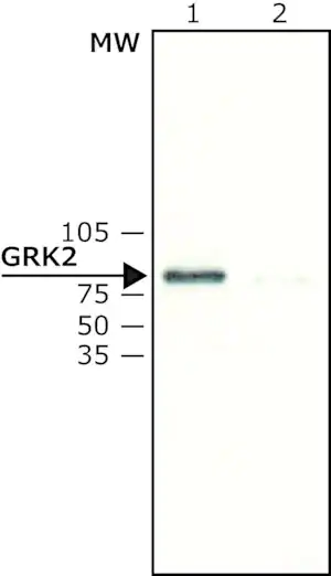 Merck Anti-GRK2 antibody produced in rabbit
