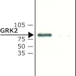 Merck Anti-GRK2 antibody produced in rabbit