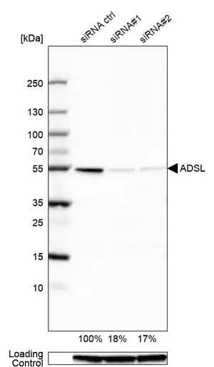 Merck Anti-ADSL antibody produced in rabbit