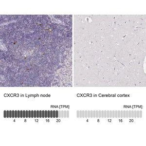 Merck Anti-CXCR3 antibody produced in rabbit