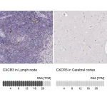 Merck Anti-CXCR3 antibody produced in rabbit