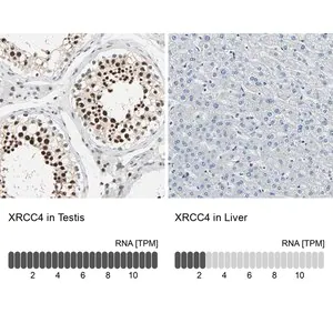 Merck Anti-XRCC4 antibody produced in rabbit