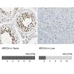 Merck Anti-XRCC4 antibody produced in rabbit