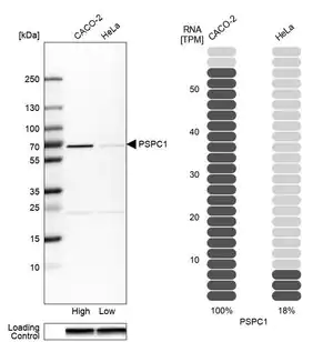 Merck Anti-PSPC1 antibody produced in rabbit