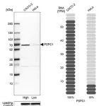 Merck Anti-PSPC1 antibody produced in rabbit