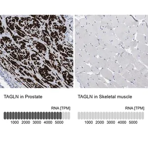 Merck Anti-TAGLN antibody produced in rabbit