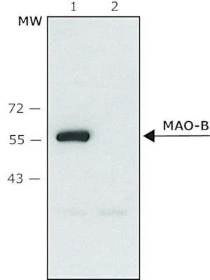 Merck Anti-Monoamine Oxidase B (C-terminal) antibody produced in rabbit
