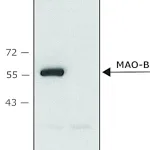 Merck Anti-Monoamine Oxidase B (C-terminal) antibody produced in rabbit