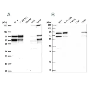 Merck Anti-RANGAP1 antibody produced in rabbit