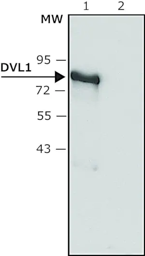 Merck Anti-DVL1 antibody produced in rabbit