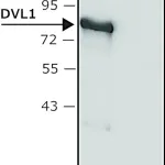 Merck Anti-DVL1 antibody produced in rabbit