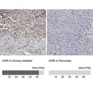 Merck Anti-AHR antibody produced in rabbit