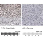 Merck Anti-AHR antibody produced in rabbit