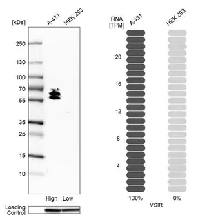 Merck Anti-VSIR antibody produced in rabbit