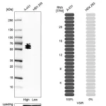 Merck Anti-VSIR antibody produced in rabbit
