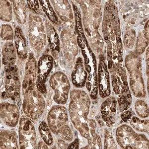 Merck Anti-DCAF11 antibody produced in rabbit