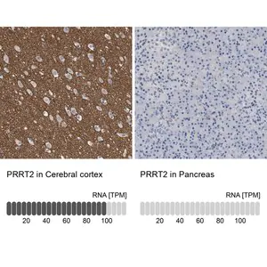 Merck Anti-PRRT2 antibody produced in rabbit