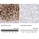 Merck Anti-SLCO1B3 antibody produced in rabbit