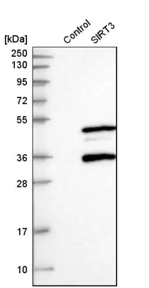 Merck Anti-SIRT3 antibody produced in rabbit